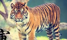 2023年是什么五行属性纳音（八字五行属性）