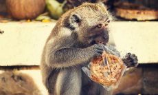 属猴女婚姻运势（属猴女的婚姻怎么样）