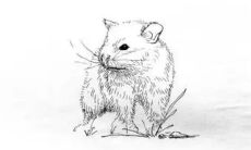 属鼠一生桃花劫是什么生肖（属鼠的桃花劫是什么意思）