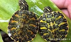 属虎人适合养乌龟么（哪个生肖不宜养龟属虎的人）