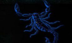 水瓶座到底和什么星座最配（水瓶女座和什么星座最配对）