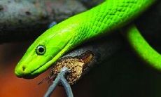 孕妇梦到自己把蛇打死是什么意思（孕妇梦见花蛇是什么意思）