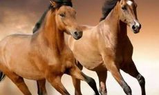 属马女三大劫难（66属马一生大劫年）