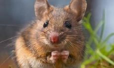 属鼠几月出生最好（七二年属鼠男人在2023年的命运）