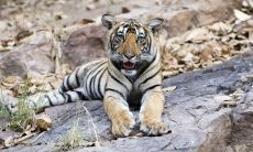 属蛇2023年兔年运势（属兔人逢鼠年运势）