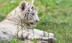 66年属马女出轨多么（男属马女属猪能结婚吗）