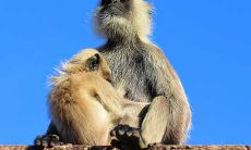 属猴人四月份的运势（属猴2023年谁都躲不过的劫难）