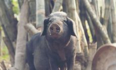 属猪运程2023每月运程（属猪2023年运势运程每月运程）