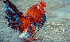 93年2023年属鸡大爆发（属鸡2023到2024运势）