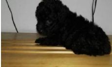 泰迪取什么名字好听招财的（狗取什么名字招财）