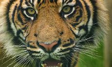 今日特吉的生肖运势2023年8月8（属鼠今日运势）