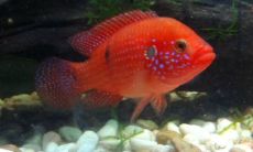 梦见别人抓鱼是什么意思周公解梦（男人做梦梦见抓鱼好吗）