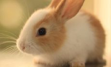 51年到底是什么生肖（76年男最好婚配属相）