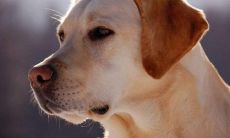 拉布拉多起名个性（拉布拉多起名字霸气）