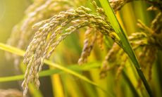 周公解梦稻谷黄（周公解梦梦见谷子黄了）