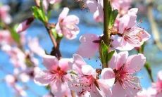 转桃树走桃花运（转桃花能有桃花运吗）