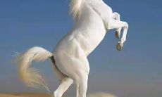 90年属马的是多少岁（90后00后10后2023年属相年龄表）