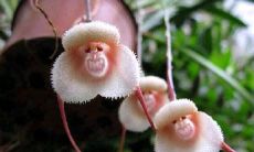 1980年属猴适合养几条锦鲤（80年属猴养什么鱼）