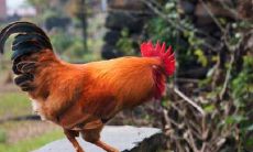 十二生肖鸡运势（十二生肖鸡的来历简介）