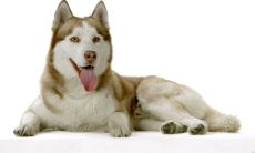 属兔男爱老婆吗（属兔的老男人都特别喜欢我）