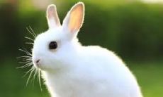 2023属兔女1987（87年属兔女2023年婚姻）