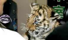 虎跟什么生肖不合（男属虎和什么属相不合）