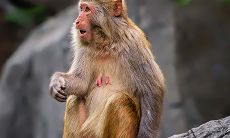 属猴人在2023年结婚好吗（属鸡的2023年适合结婚吗）