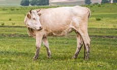 生肖马金牛座今日运势（属马金牛座今日运势）