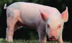 1987年婚配表（1987属兔的属相婚配表）