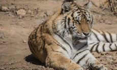 今天属虎女人的运势如何虎（1986属虎女财运）