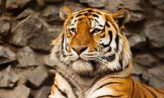 2023属虎的岁数（2023年属虎几月出生旺父母）