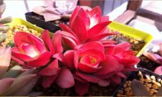 旺财十大多肉（风水十大吉祥花）