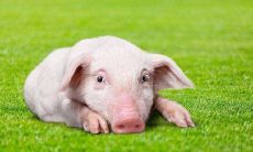 属猪的男人性格怎么样（属猪男人最在乎女人什么）