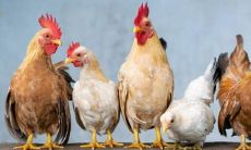 属鸡的人是多少年出生的（属鸡的几几年的）