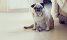 男人梦到狗咬手不松口（梦见狗咬自己腿不松口）