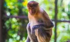 十二生肖排行第一聪明的是（十二生肖最聪明的动物）