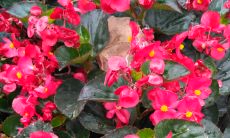 属羊2023年养什么花旺财（属虎的适合养什么花）