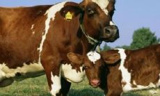 属牛下午5点20什么时辰出生（属牛下午六点出生的命运）