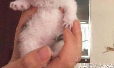 属蛇的女人为什么不能养猫（属蛇的过了33岁就顺了）