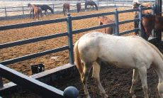 1990年属马一生的劫数（1966年属马的是什么命）