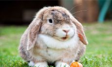 什么属相最少（属马的和什么属相最配）