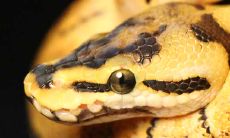 77年属蛇二月份女性的命运（属蛇女一生运势及运程）