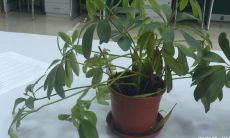 家门口放什么植物可以聚财（办公桌上放什么植物好旺财）