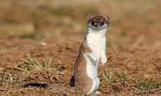 黄大仙问你像人还是像神怎么回答（打死黄大仙的后果）