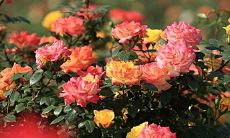 花养的好可以改善风水吧（卧室养什么花最好旺财）