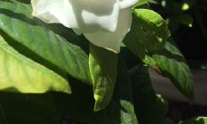 属狗2023年结婚最佳日子（1998属虎最佳结婚年龄）