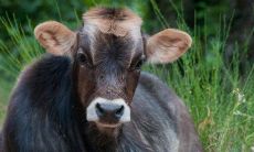 1997年属牛人1999年感情（1997年属牛人的感情和婚姻）