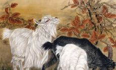 为什么属猪的人那么笨呢（属猪的女人是不是很笨）