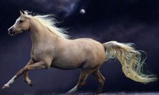 什么生肖属马最好（属猪的和什么属相最配）