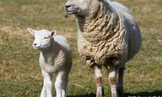 财喜是哪个生肖（想给公司取名字）